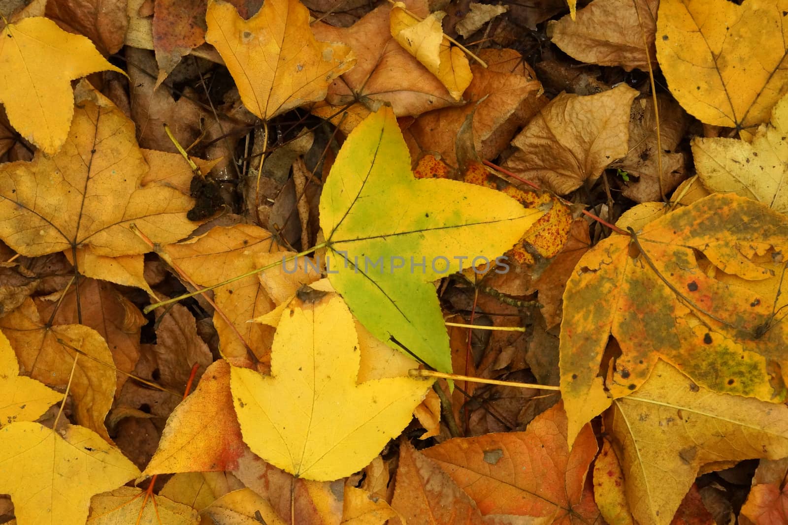 Dry maple leaves fall on the ground in autumn.