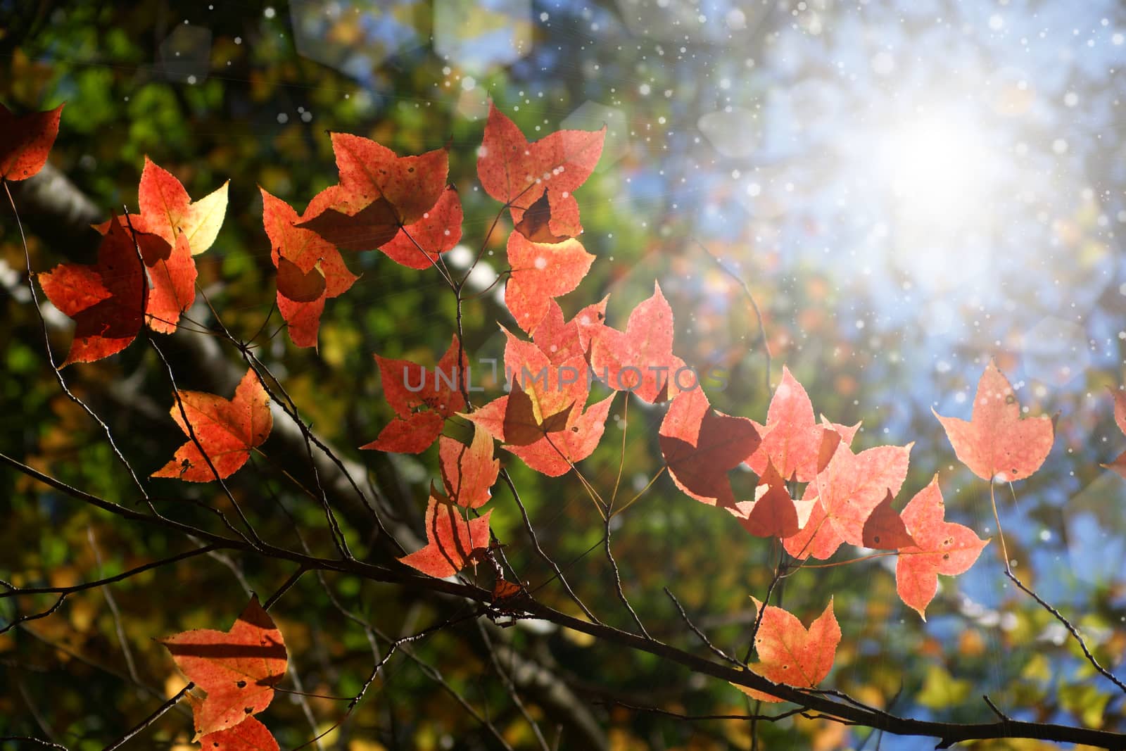 Red maple leaves in the autumn. by Noppharat_th