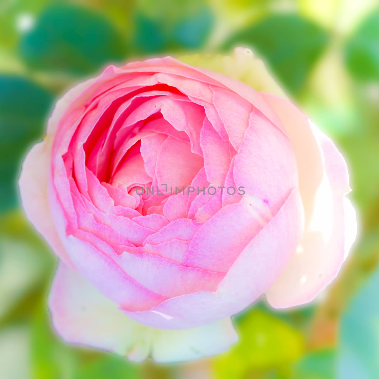 Beautiful pink rose in a garden by Noppharat_th