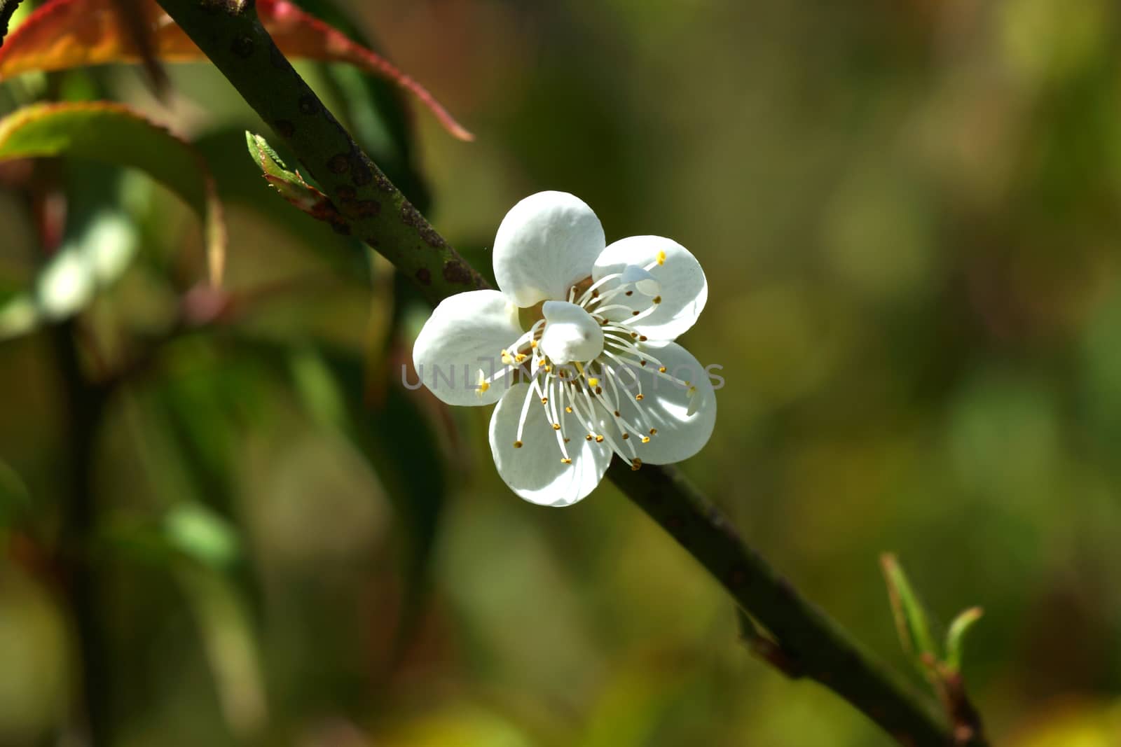 Chinese plum flowers blooming in the park by Noppharat_th