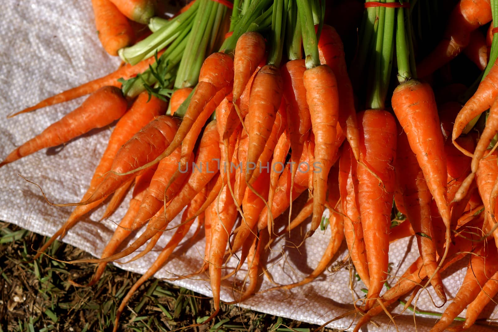 Fresh baby carrots