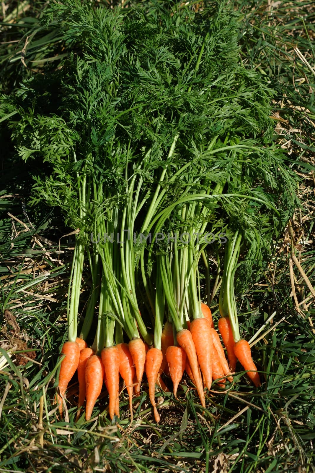 Fresh baby carrots by Noppharat_th