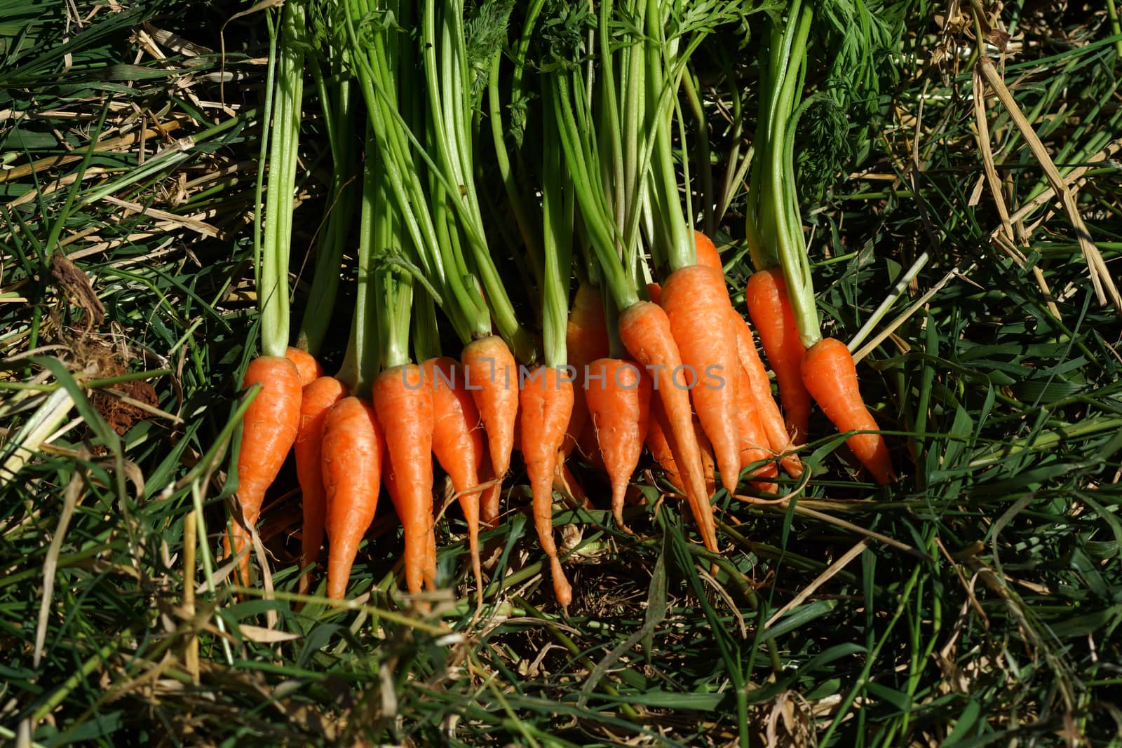 Fresh baby carrots by Noppharat_th