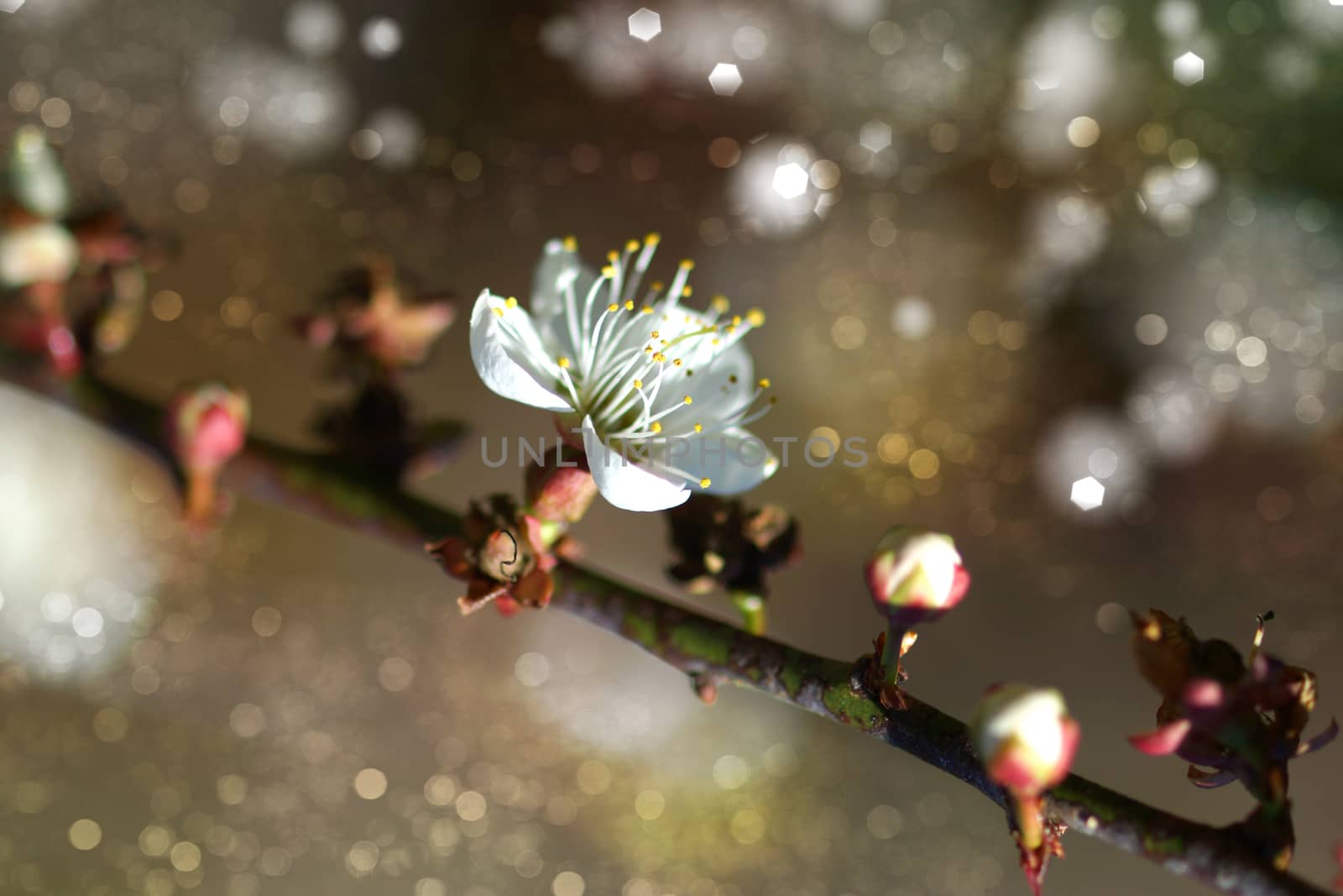 Chinese plum flowers blooming in the park by Noppharat_th