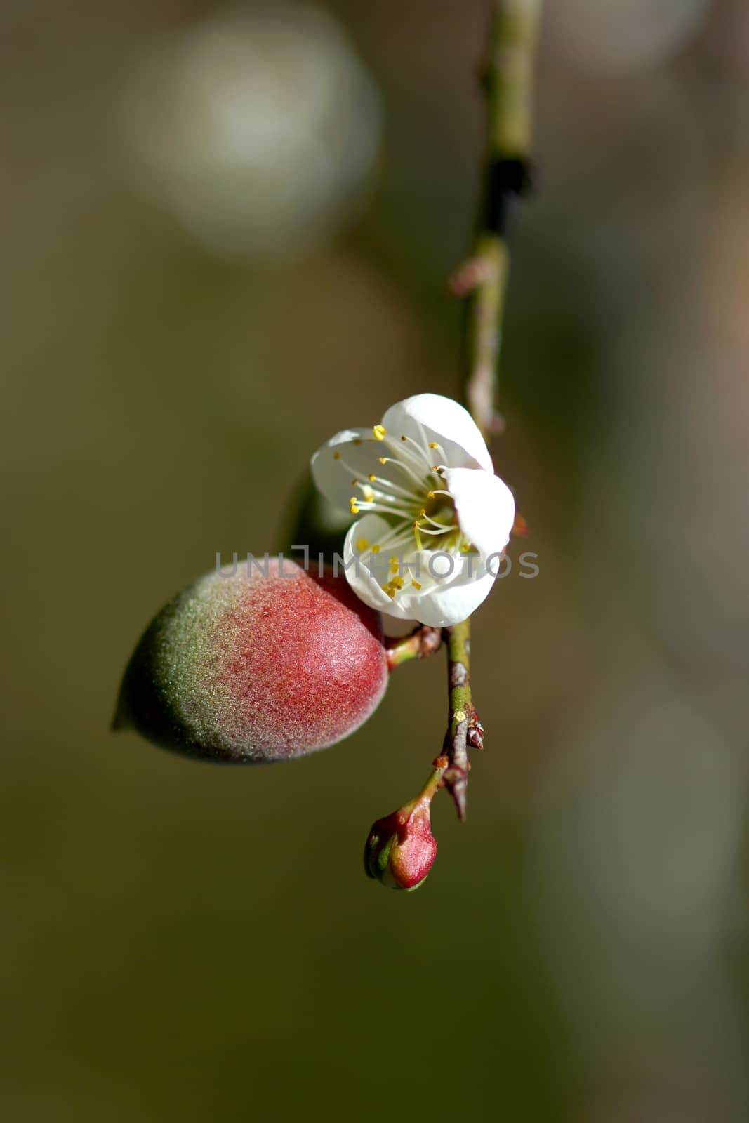 Chinese plum flowers blooming in the park by Noppharat_th