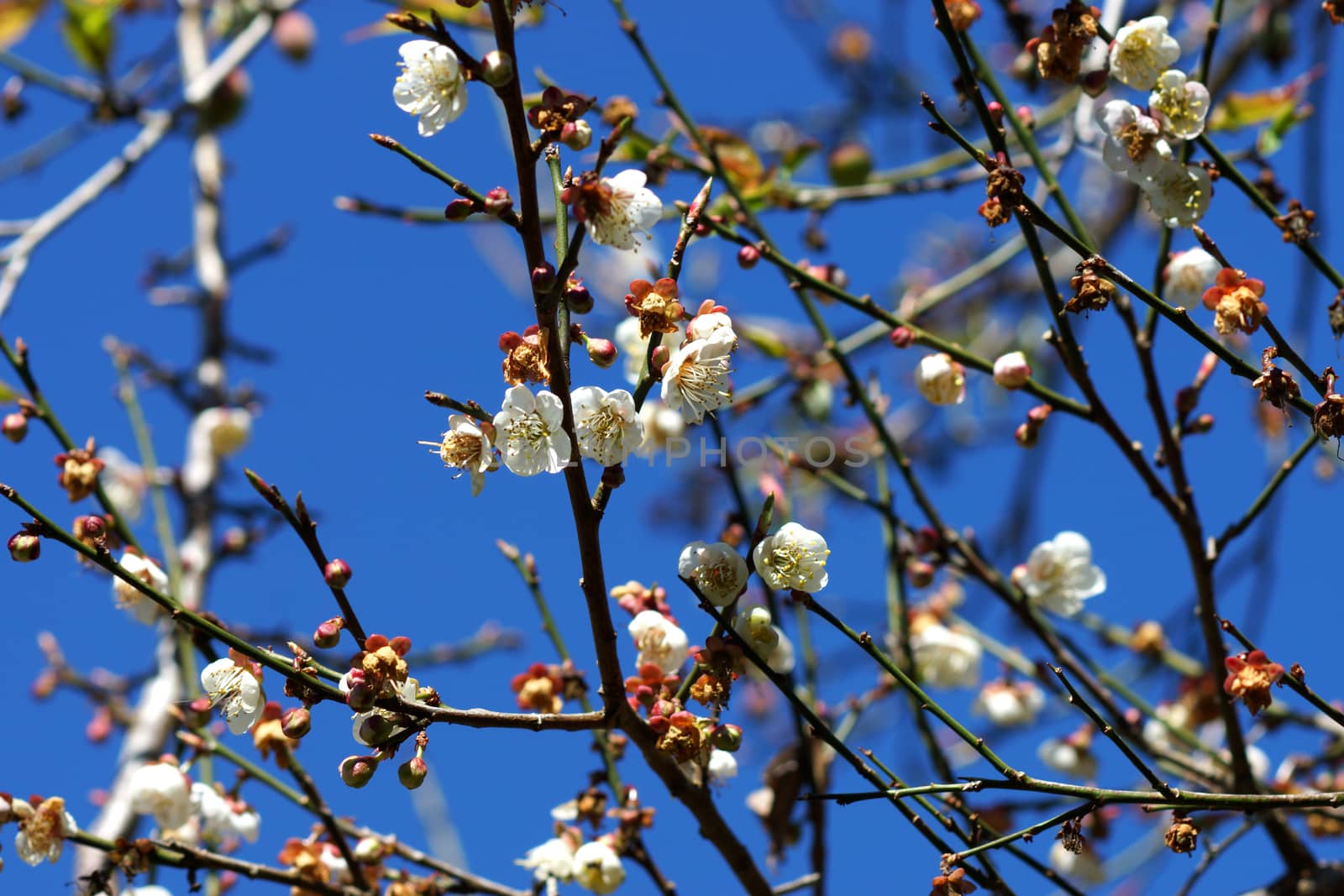 Chinese plum flowers blooming in the park