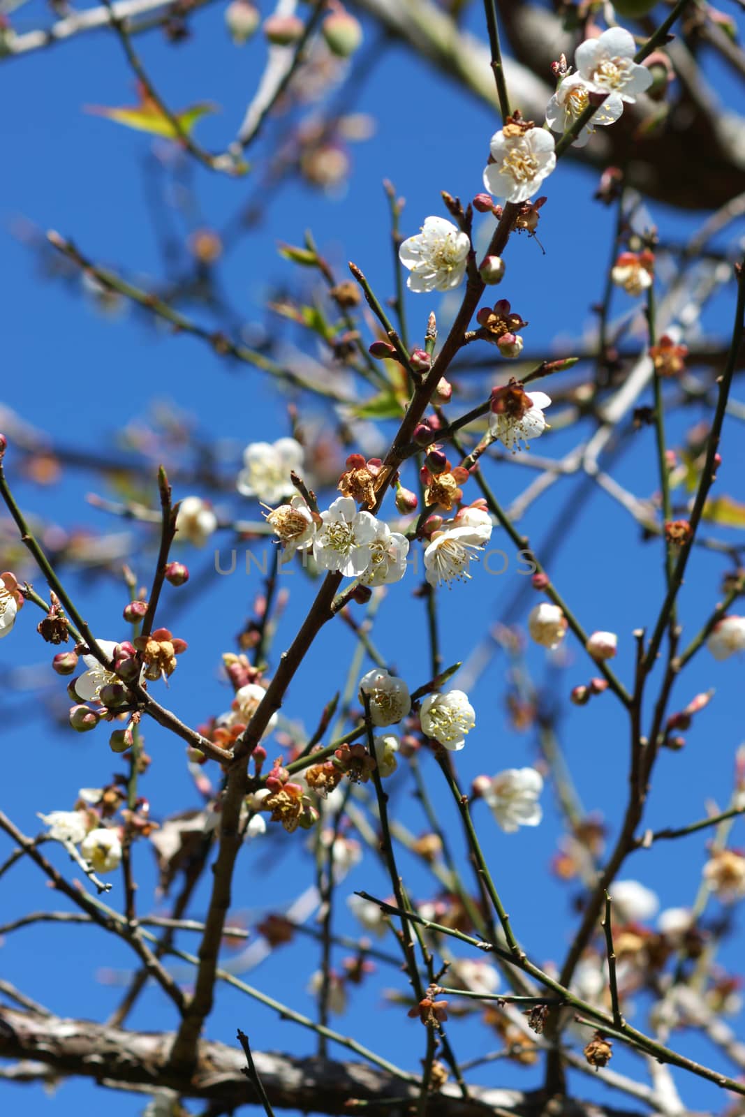 Chinese plum flowers blooming in the park