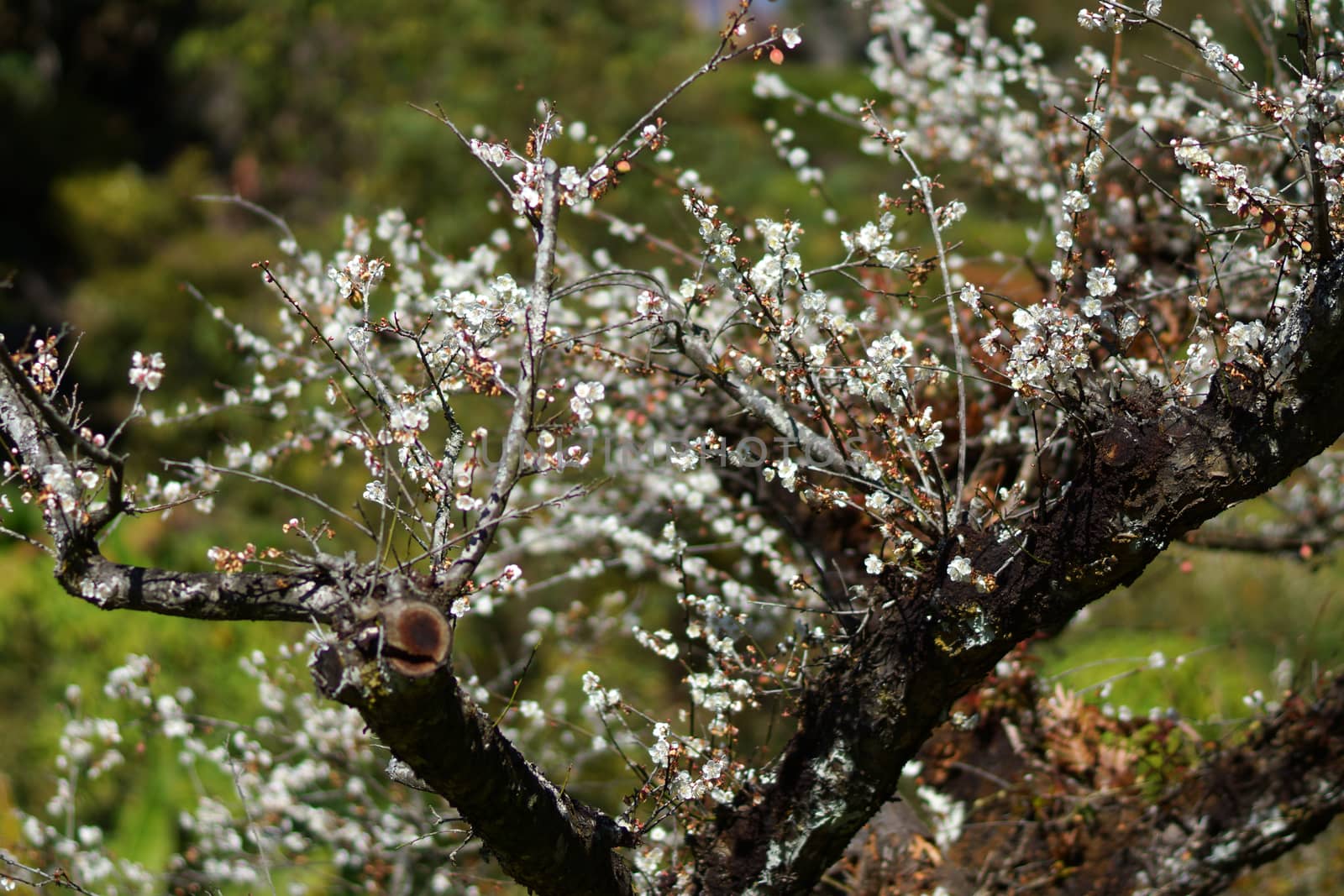 Chinese plum flowers blooming in the park by Noppharat_th