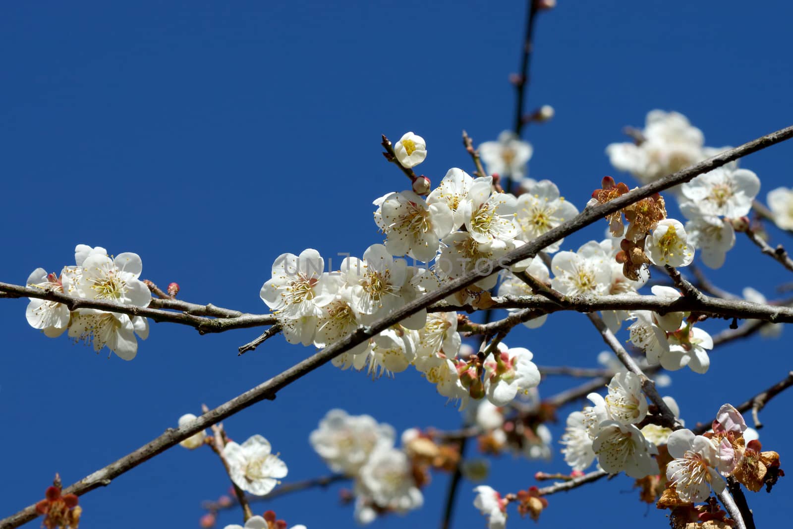 Chinese plum flowers blooming in the park