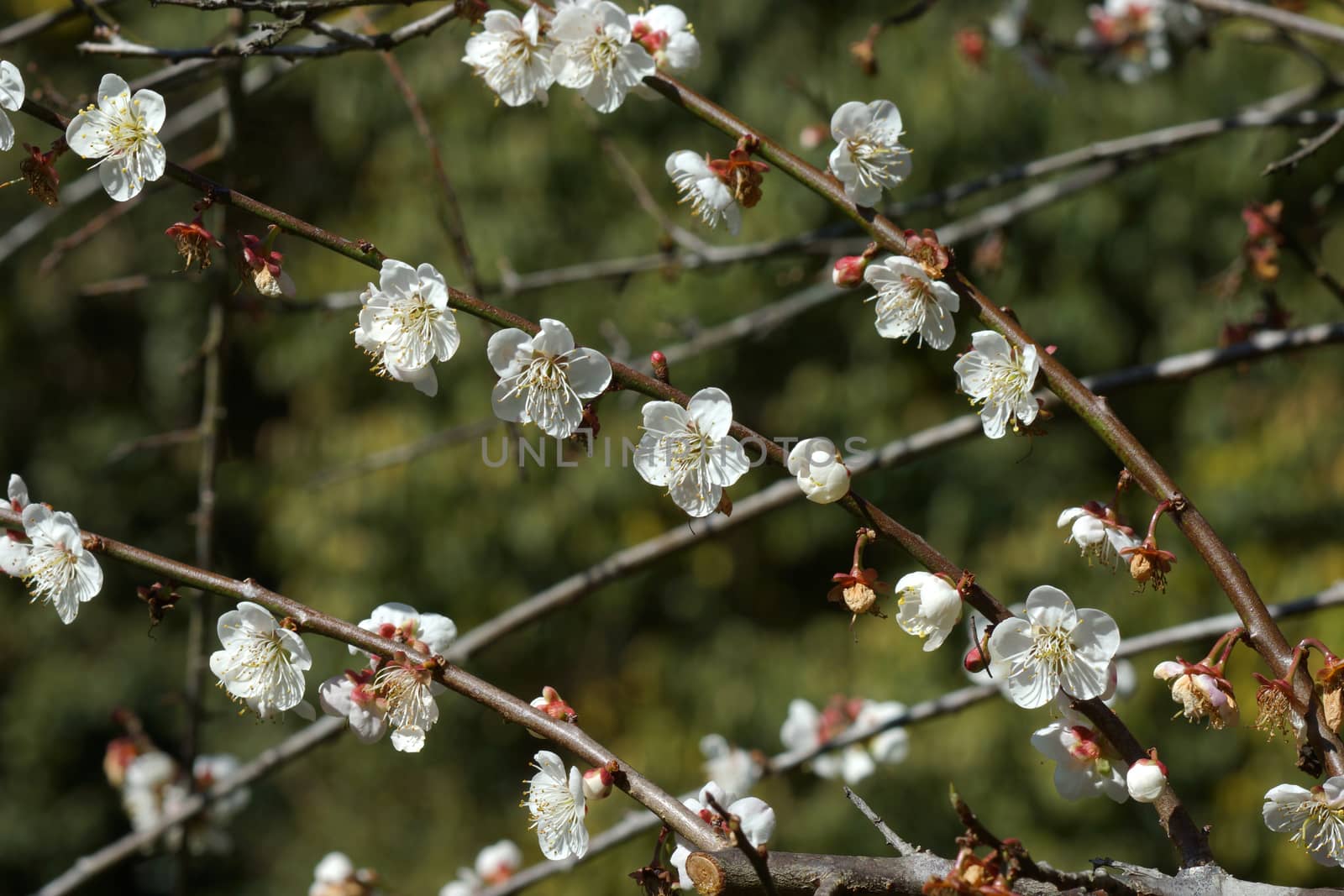 Chinese plum flowers blooming in the park