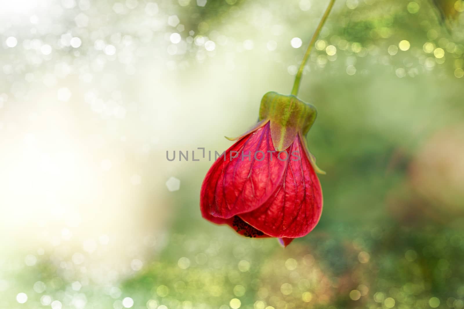 Red of Abutilon flower by Noppharat_th