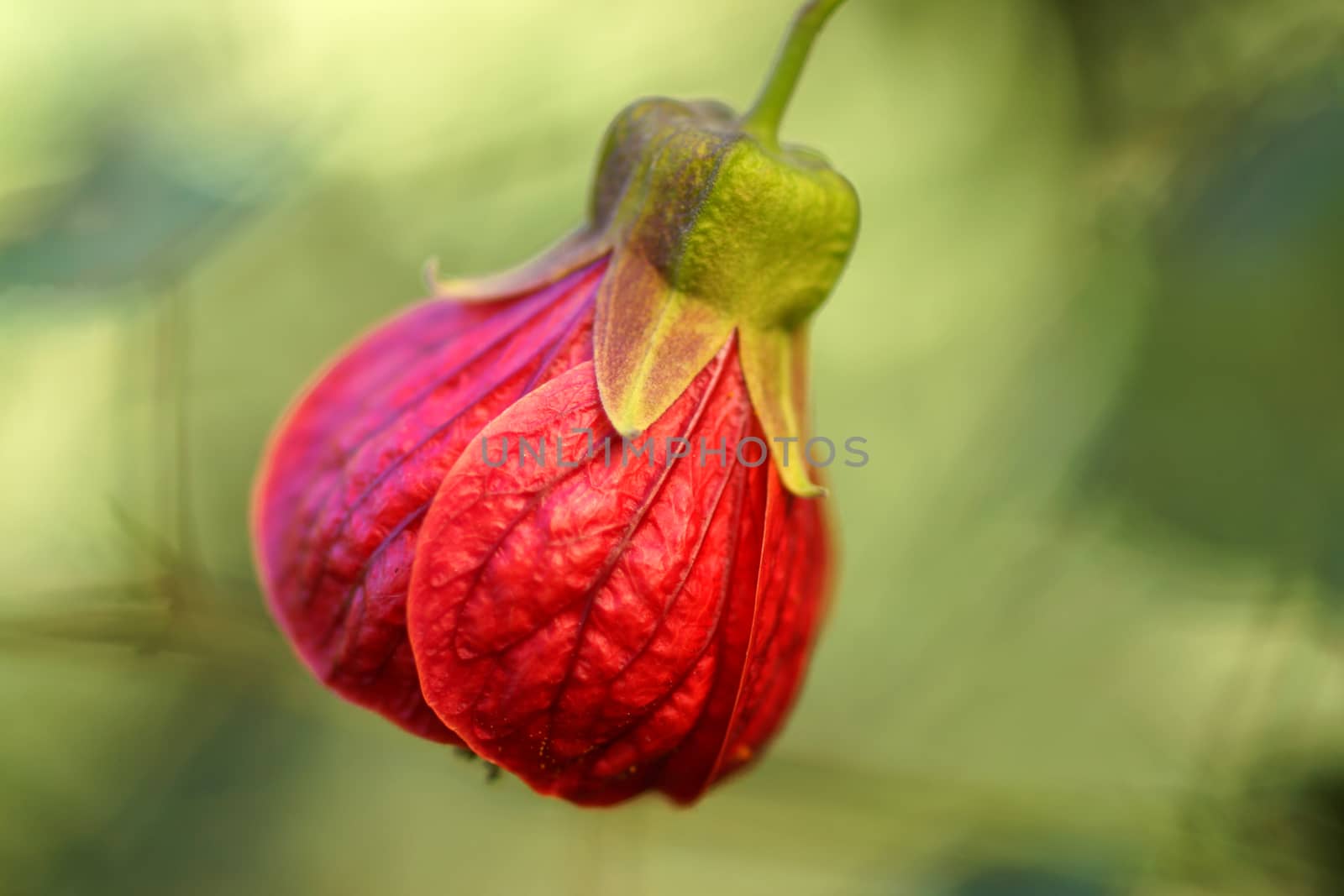 Red of Abutilon flower