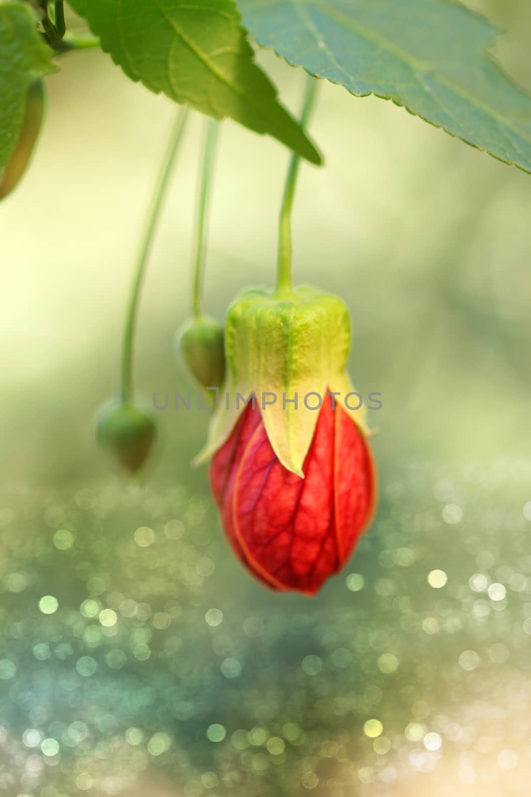 Red of Abutilon flower by Noppharat_th