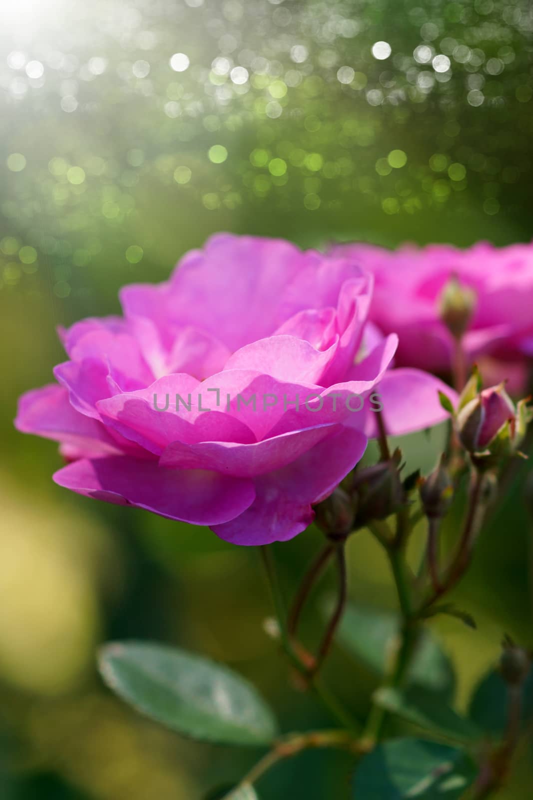 field of pink roses (Rosaceae) by Noppharat_th