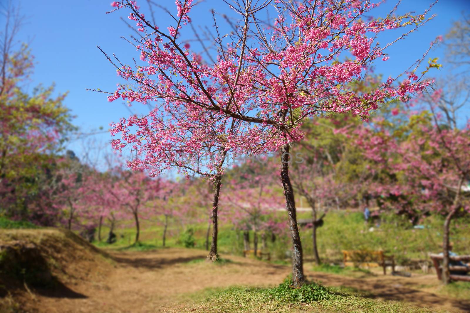 Pink Flower "Wild Himalayan Cherry". by Noppharat_th