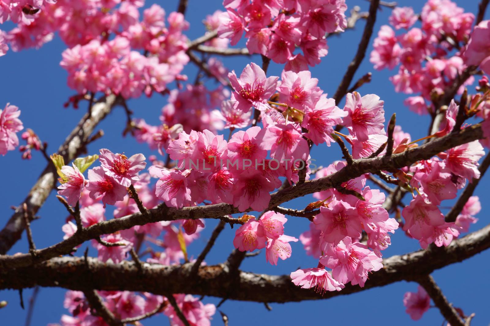 Pink Flower "Wild Himalayan Cherry". by Noppharat_th