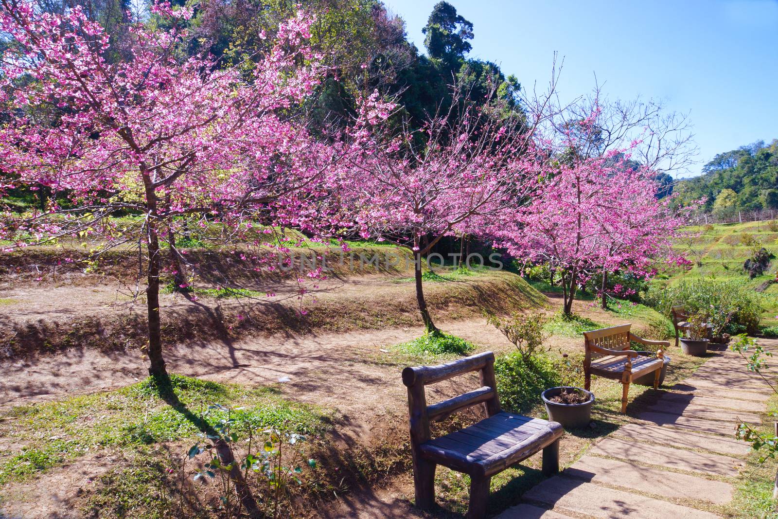 Pink Flower "Wild Himalayan Cherry". by Noppharat_th