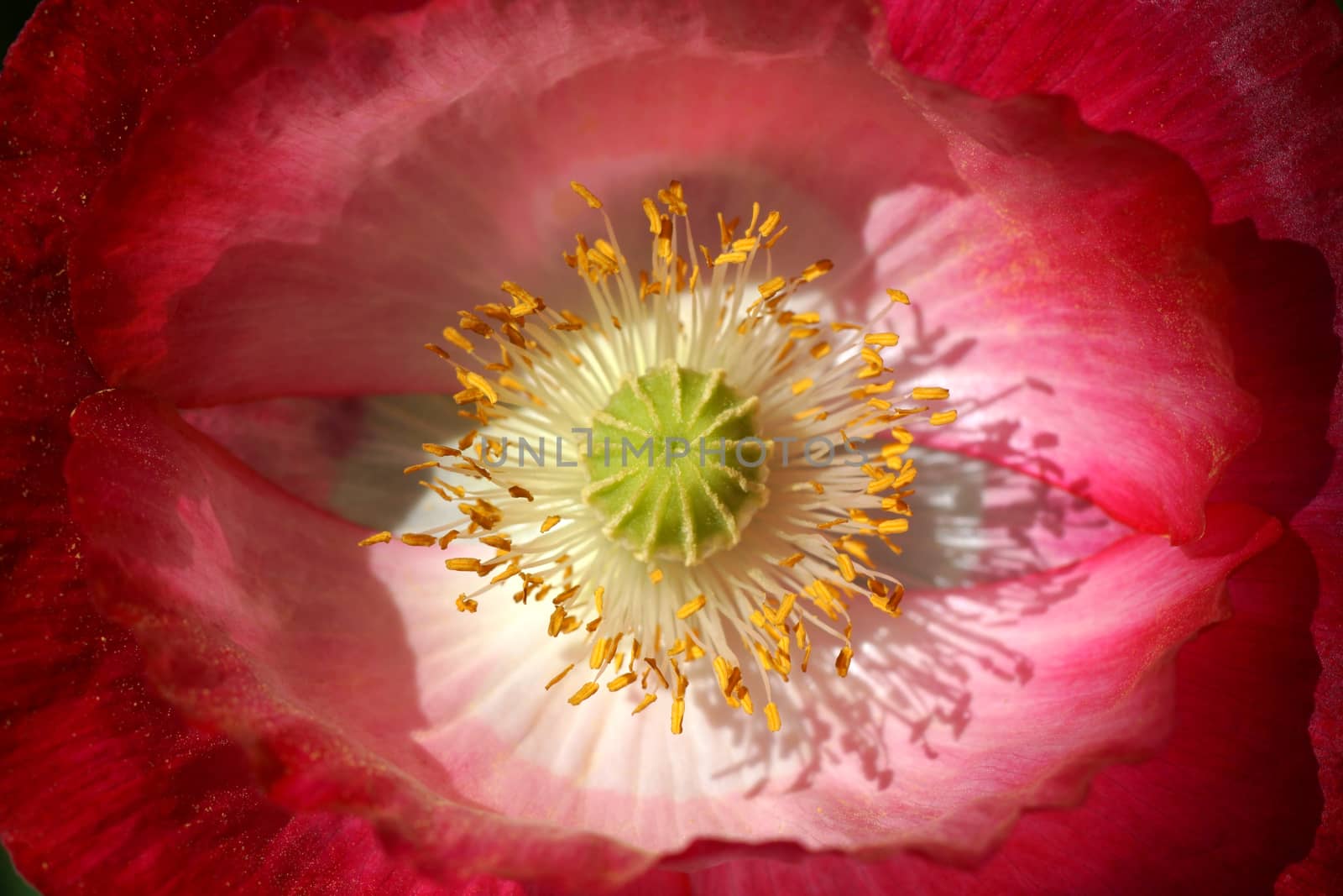 Poppy flowers in the garden