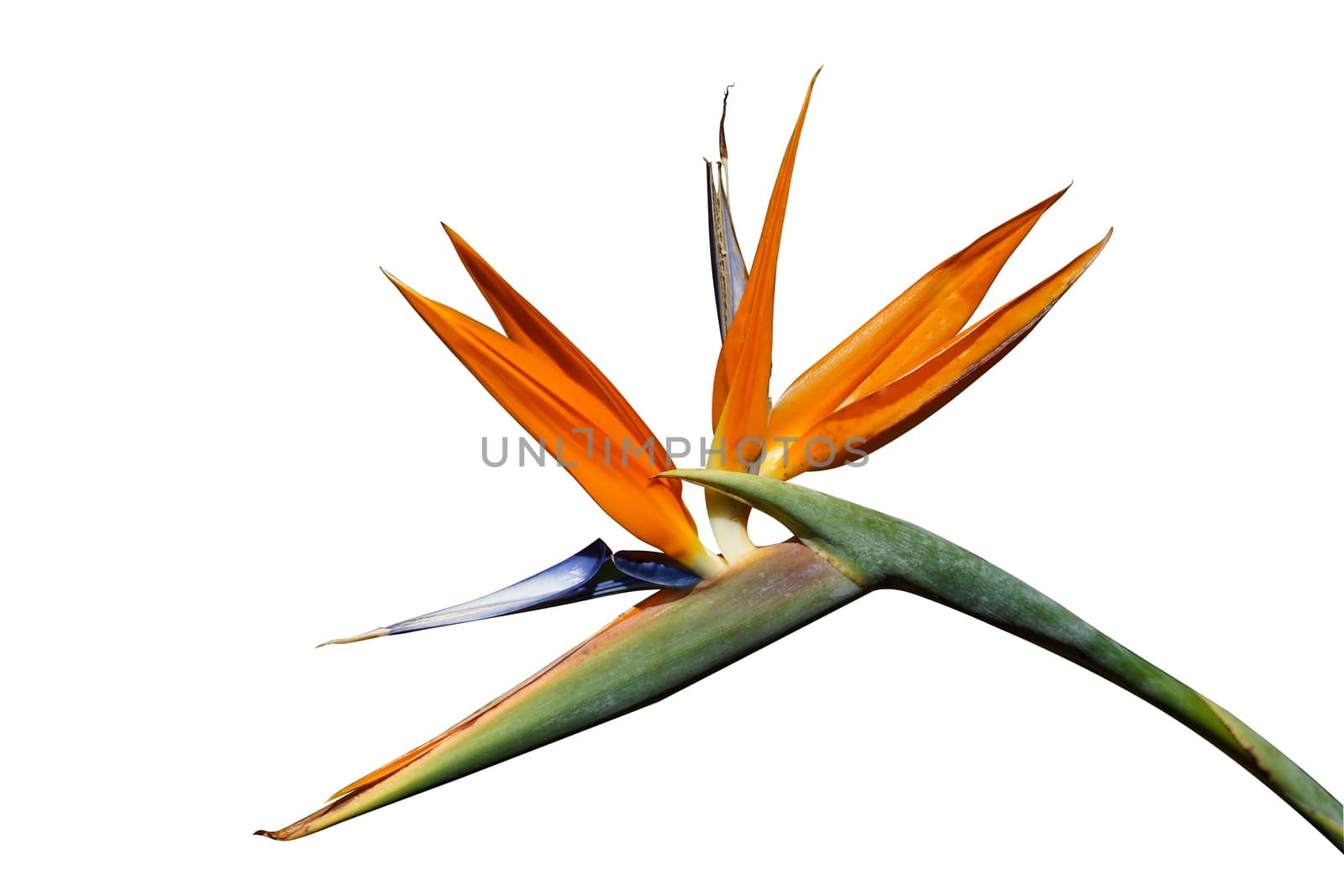 Bird of Paradise Plant in Full Seasonal Bloom