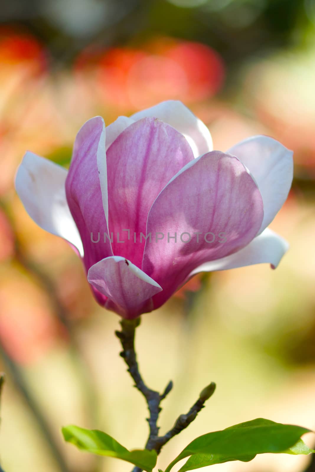 pink magnolia flower by Noppharat_th