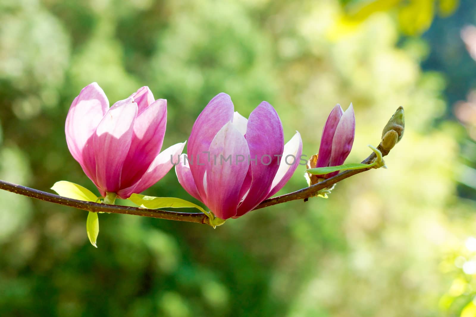 pink magnolia flower by Noppharat_th