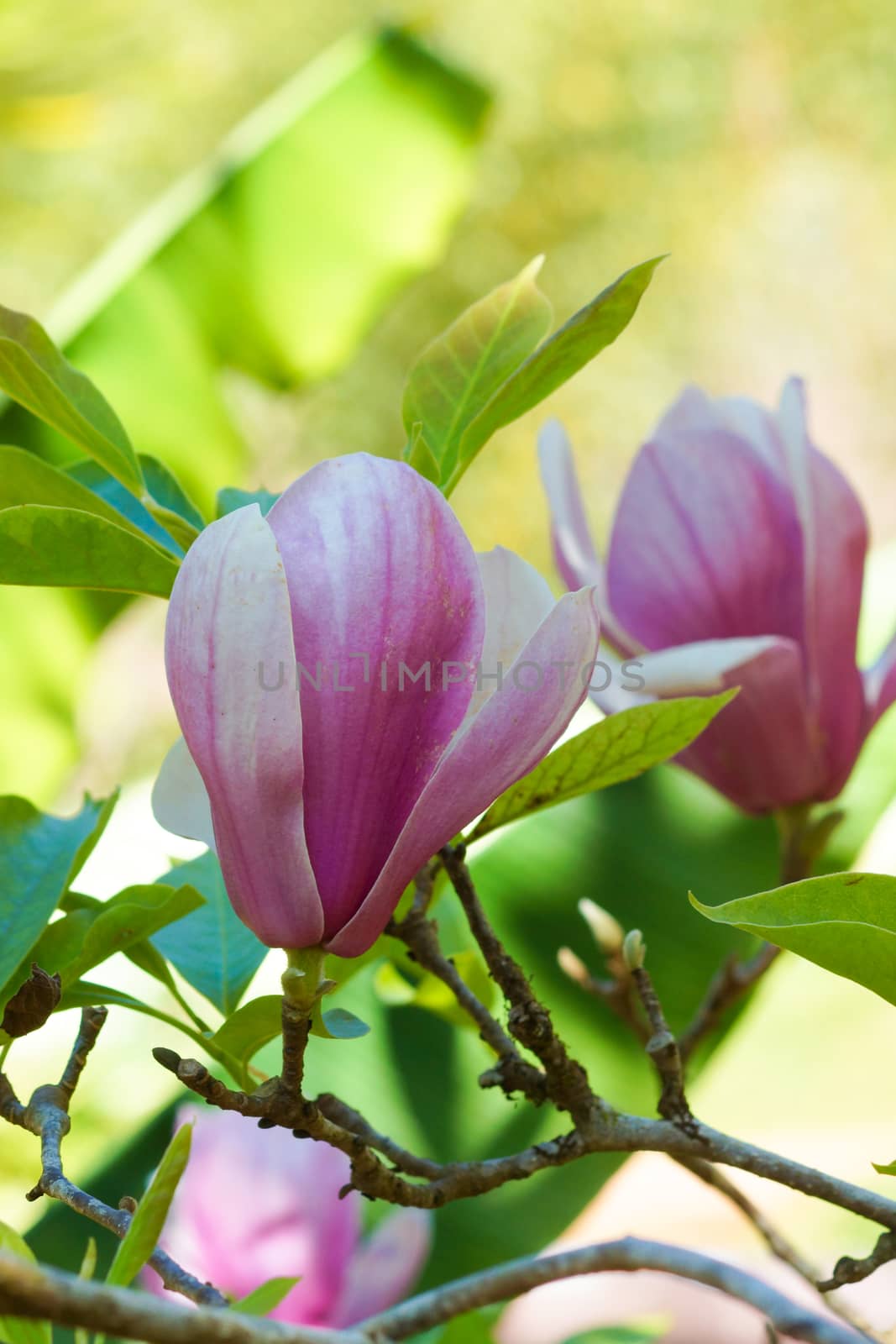 pink magnolia flower by Noppharat_th