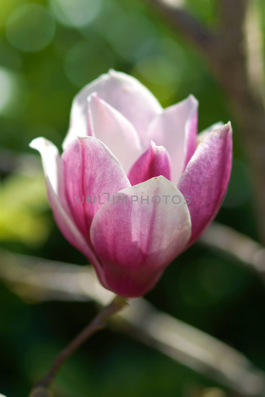 pink magnolia flower by Noppharat_th