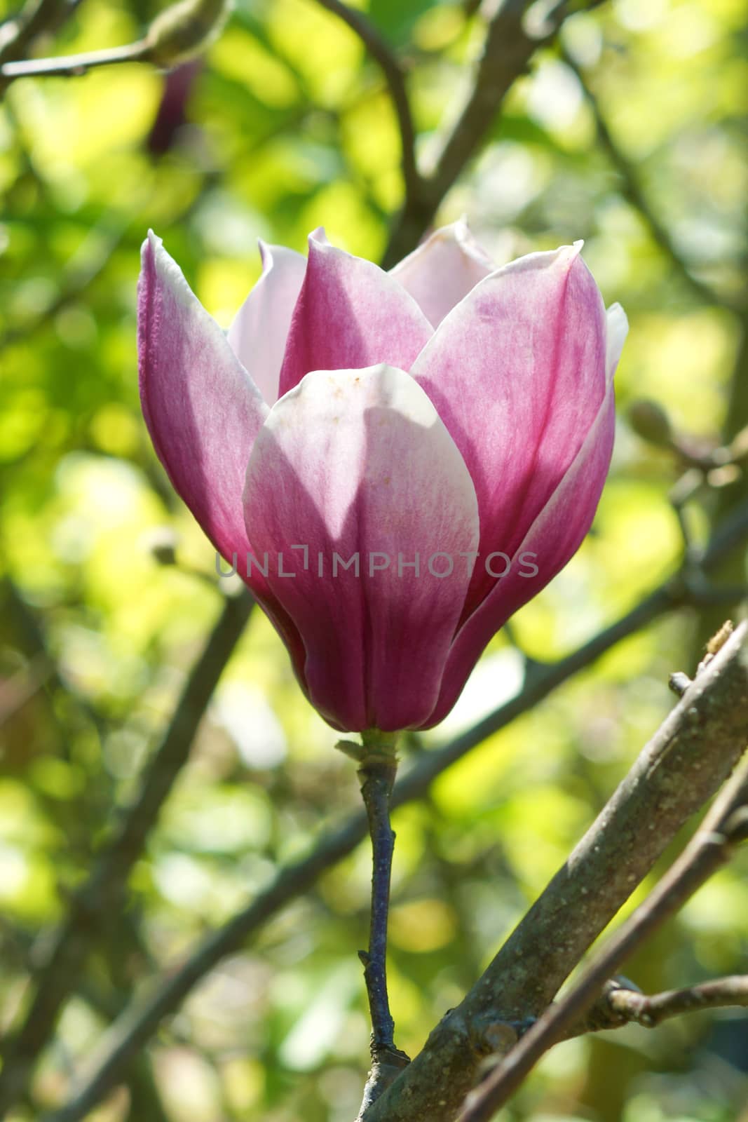 pink magnolia flower by Noppharat_th