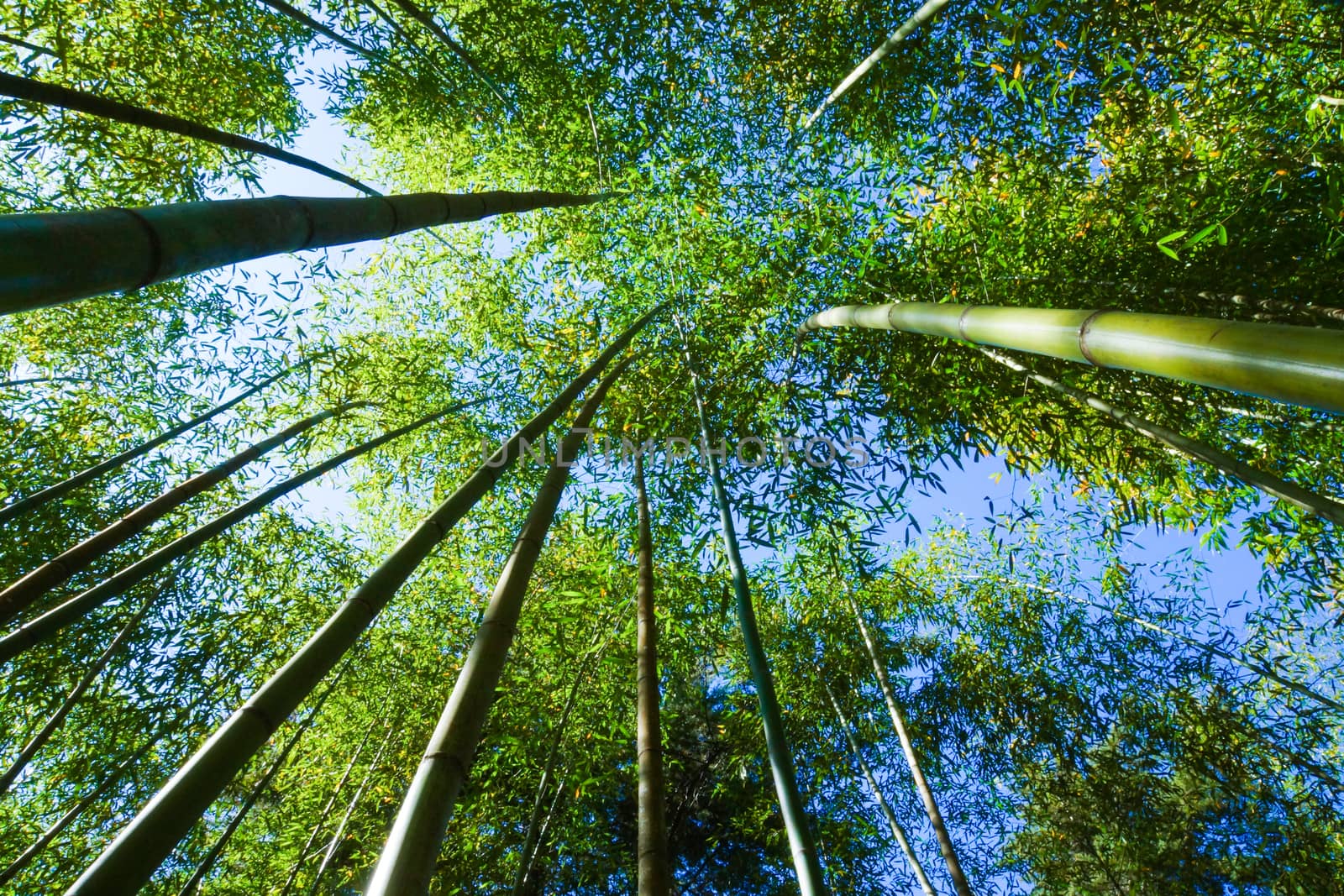 Natural corridors of bamboo forest.