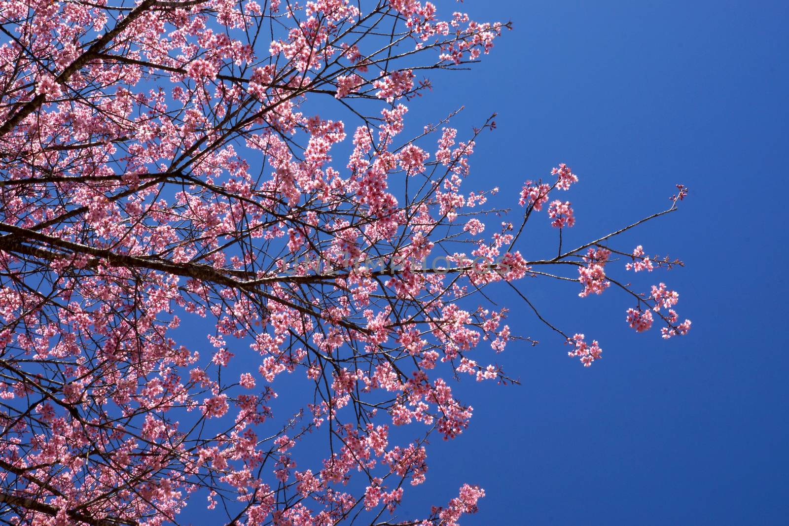 Pink Flower "Wild Himalayan Cherry". by Noppharat_th