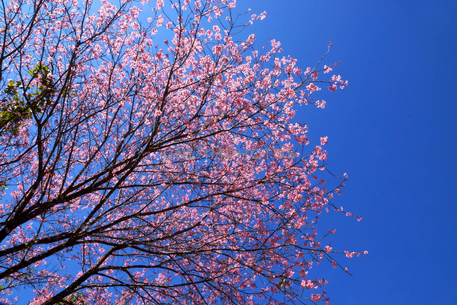 Pink Flower "Wild Himalayan Cherry". by Noppharat_th