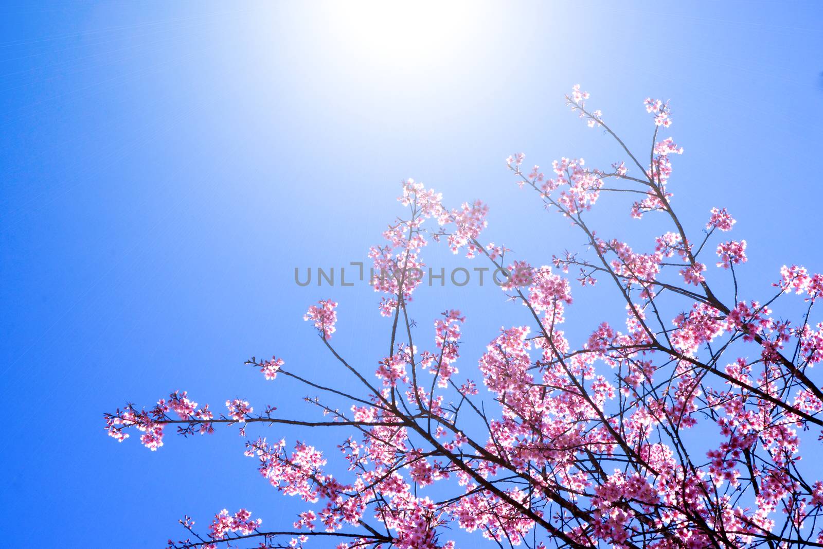 Pink Flower "Wild Himalayan Cherry". by Noppharat_th