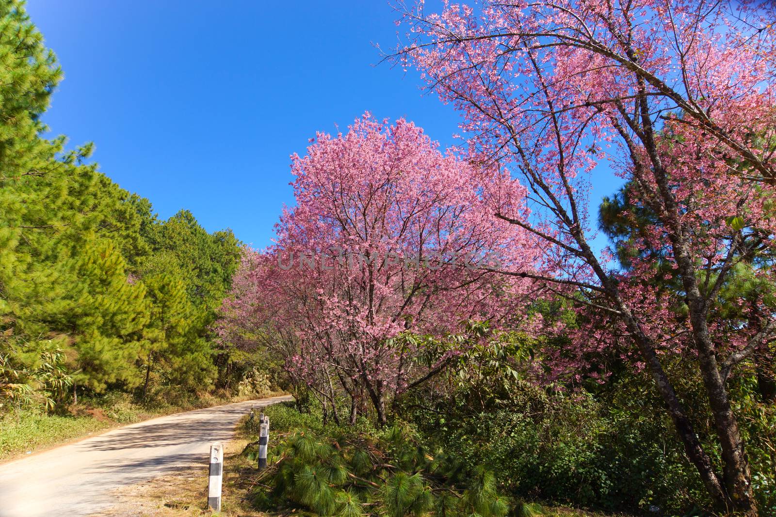 Pink Flower "Wild Himalayan Cherry" (Prunus cerasoides)