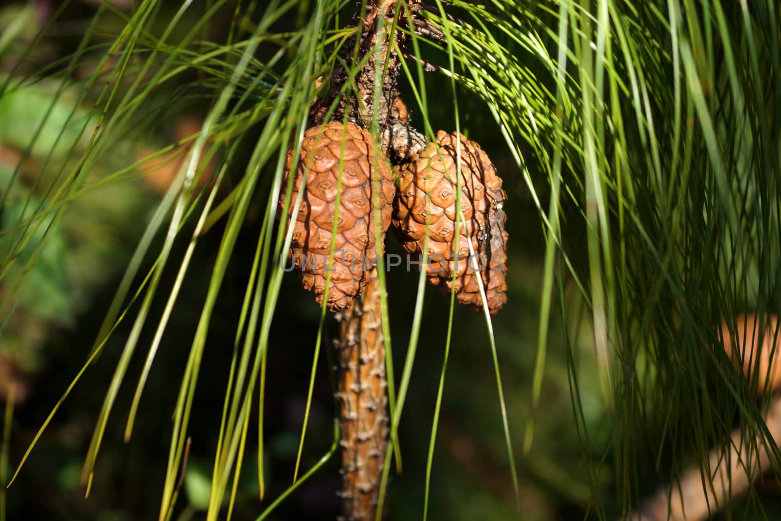 blooming pine tree branch by Noppharat_th