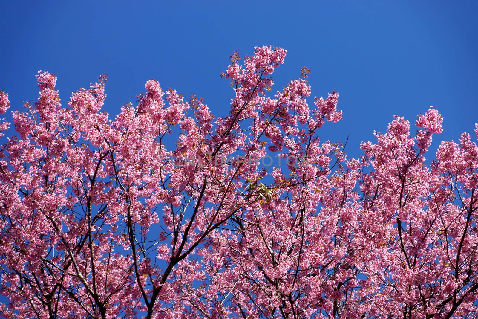 Pink Flower "Wild Himalayan Cherry". by Noppharat_th