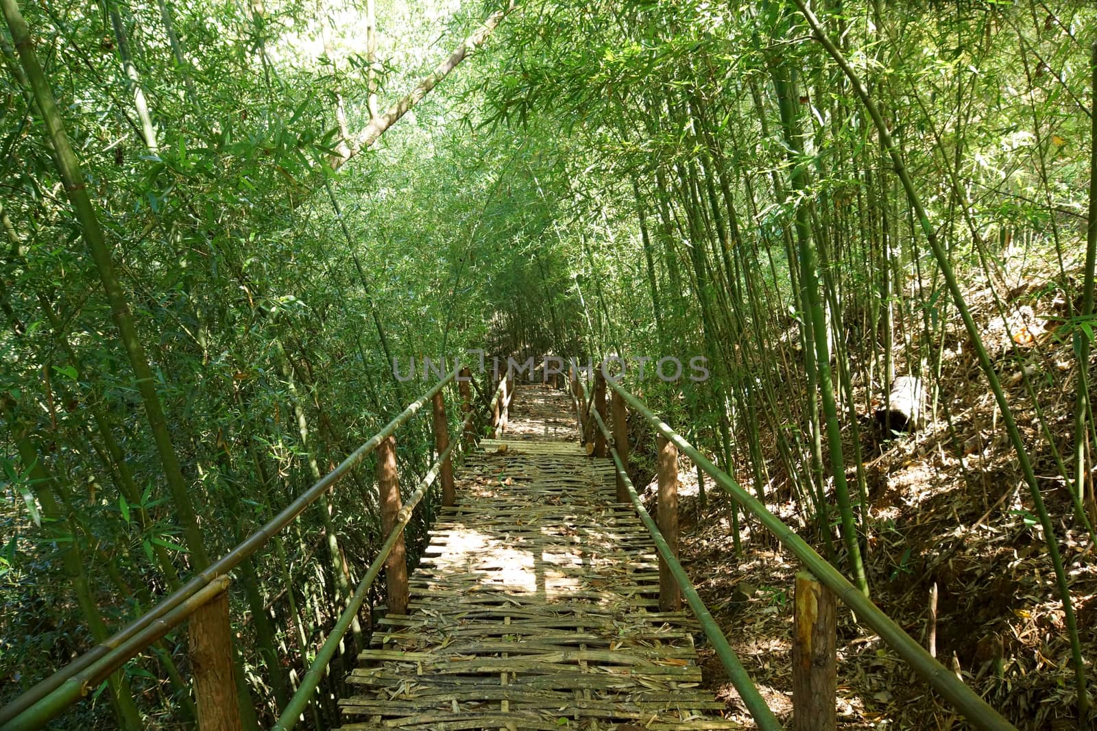 Natural corridors of bamboo forest. by Noppharat_th