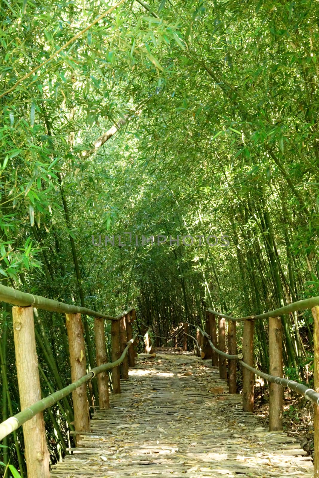 Natural corridors of bamboo forest.