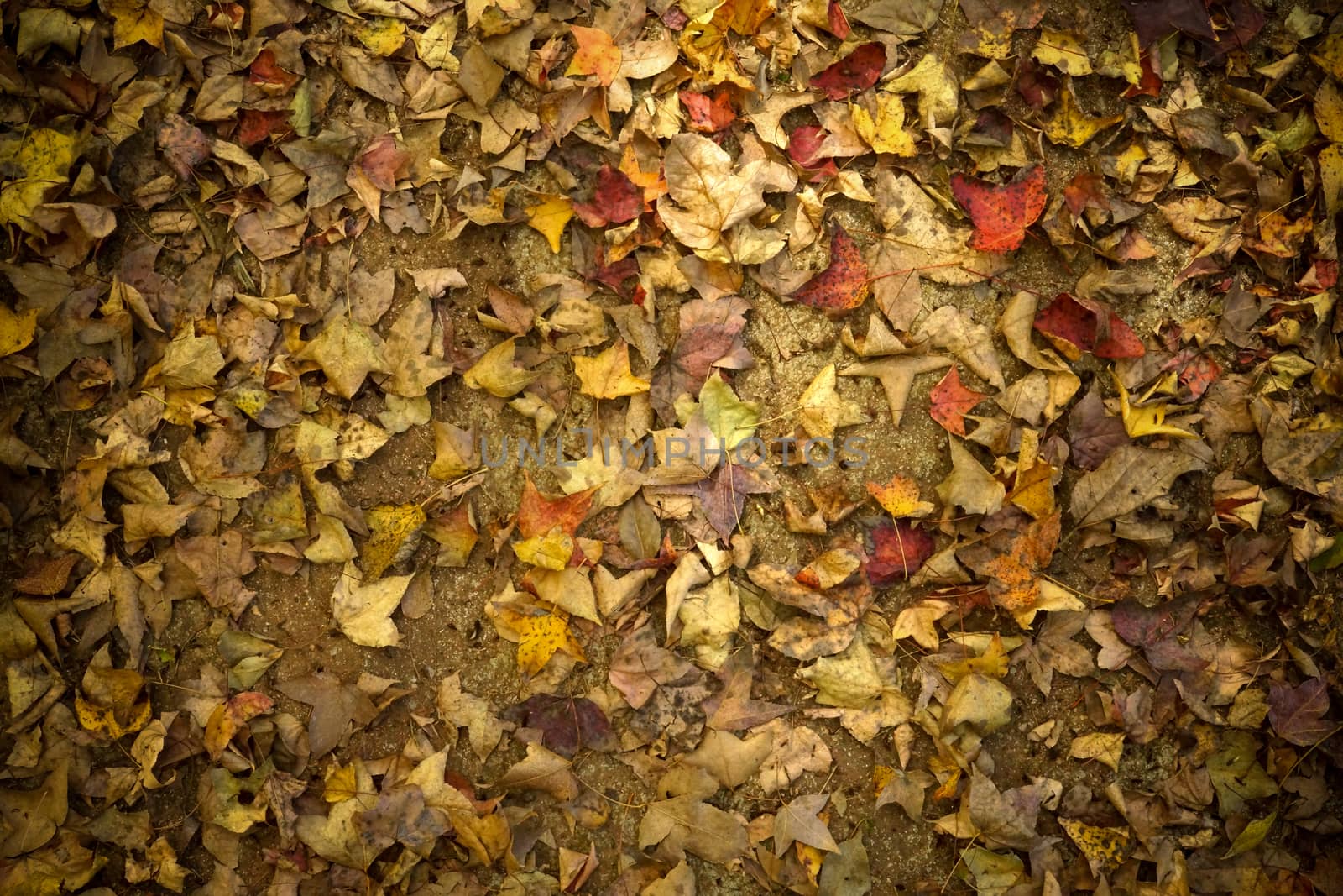 Dry leaves fallen on the ground. by Noppharat_th
