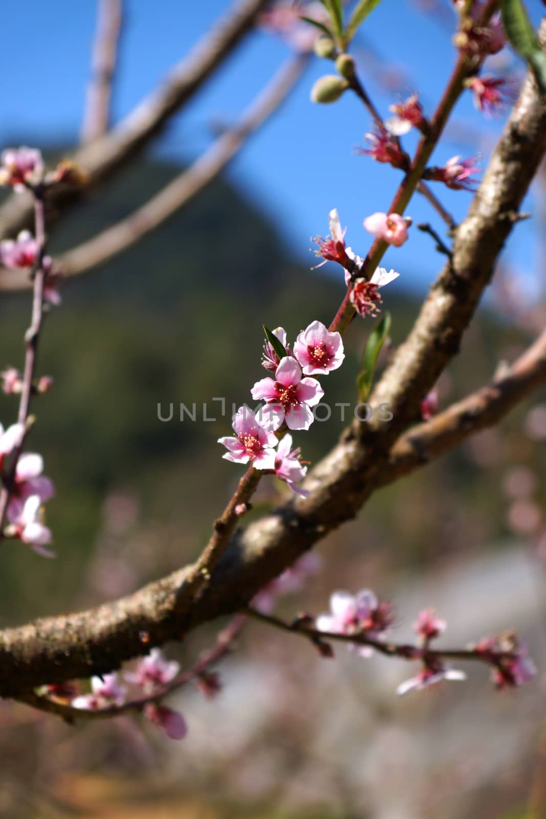 Chinese plum tree, Japanese apricot tree. by Noppharat_th
