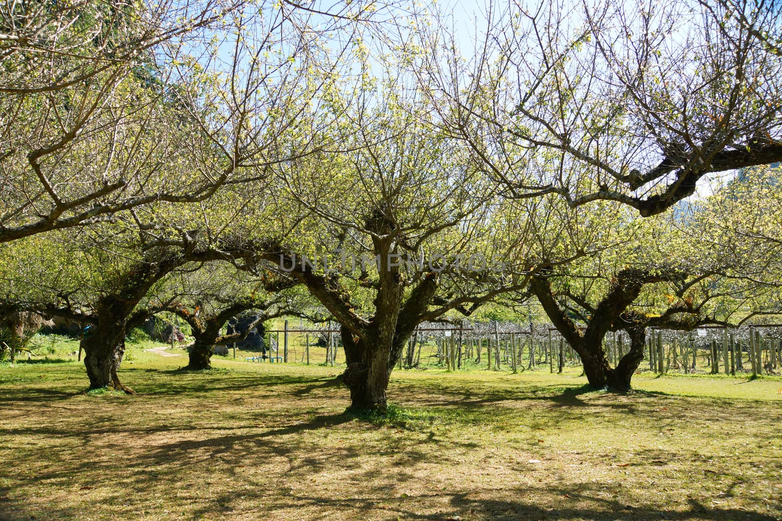 Chinese plum tree, Japanese apricot tree.