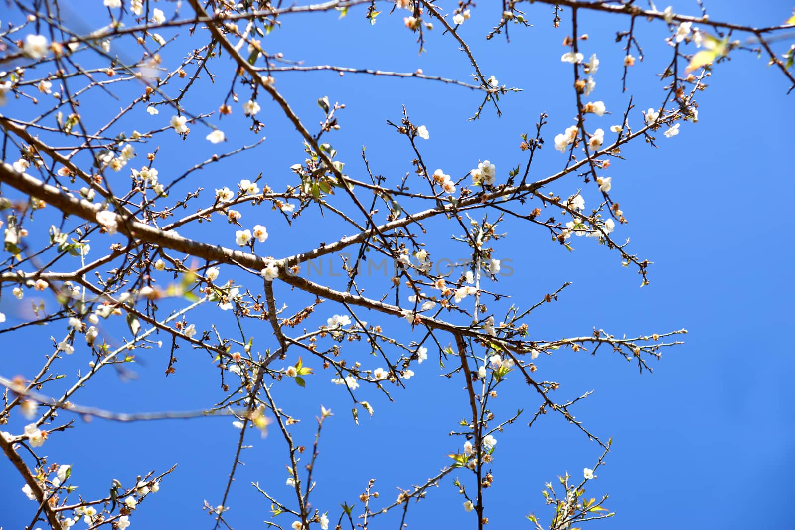 Chinese plum tree, Japanese apricot tree. by Noppharat_th