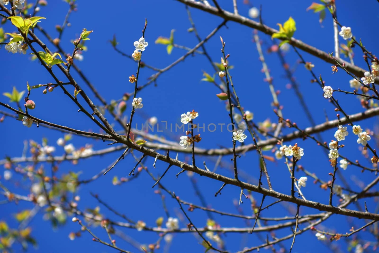 Chinese plum tree, Japanese apricot tree. by Noppharat_th