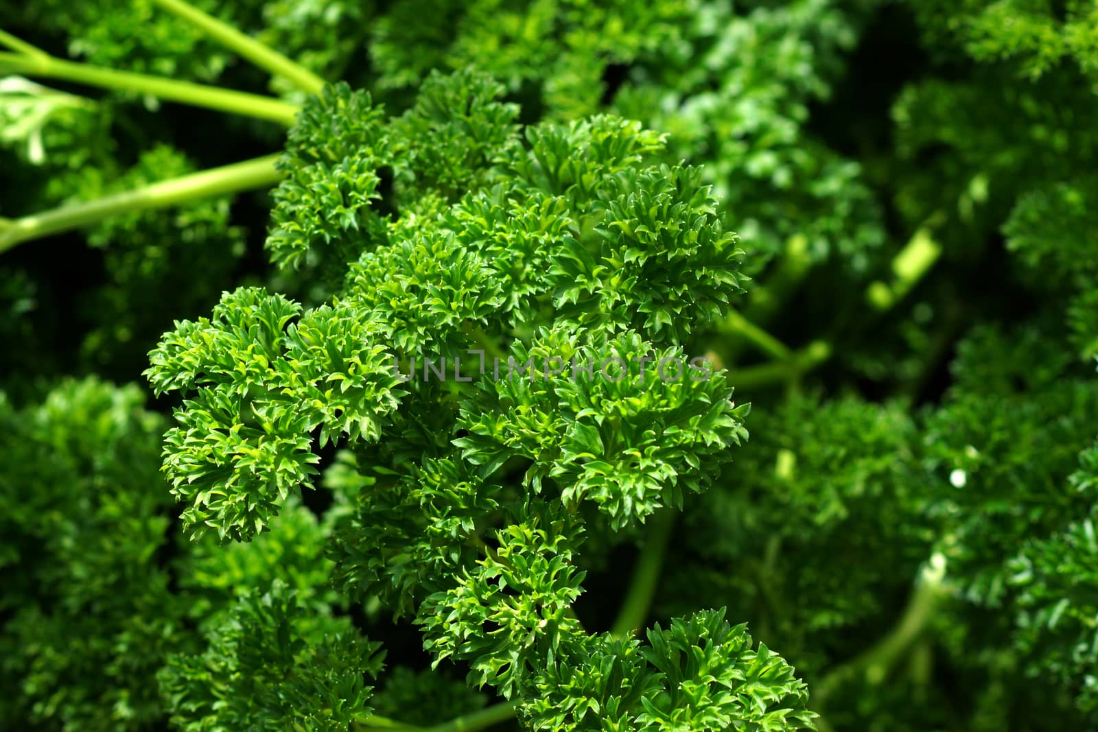 parsley leaves in the garden by Noppharat_th