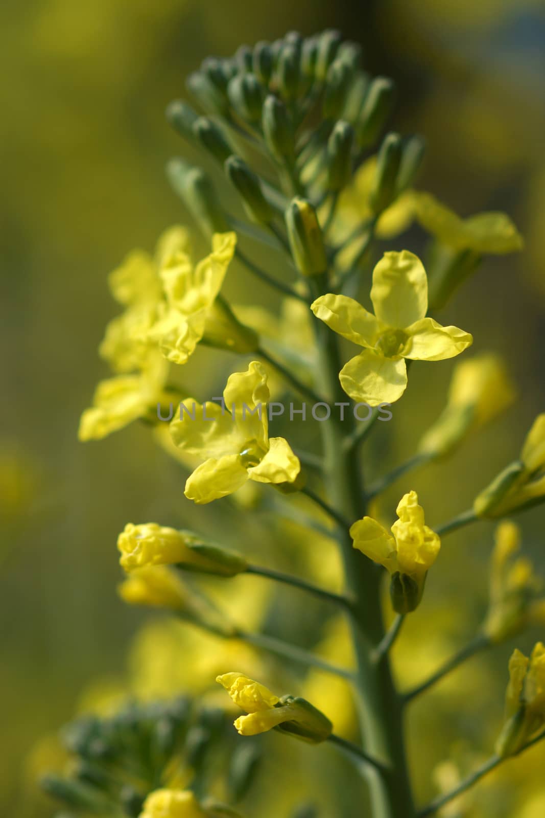 Chinese Flowering cabbage