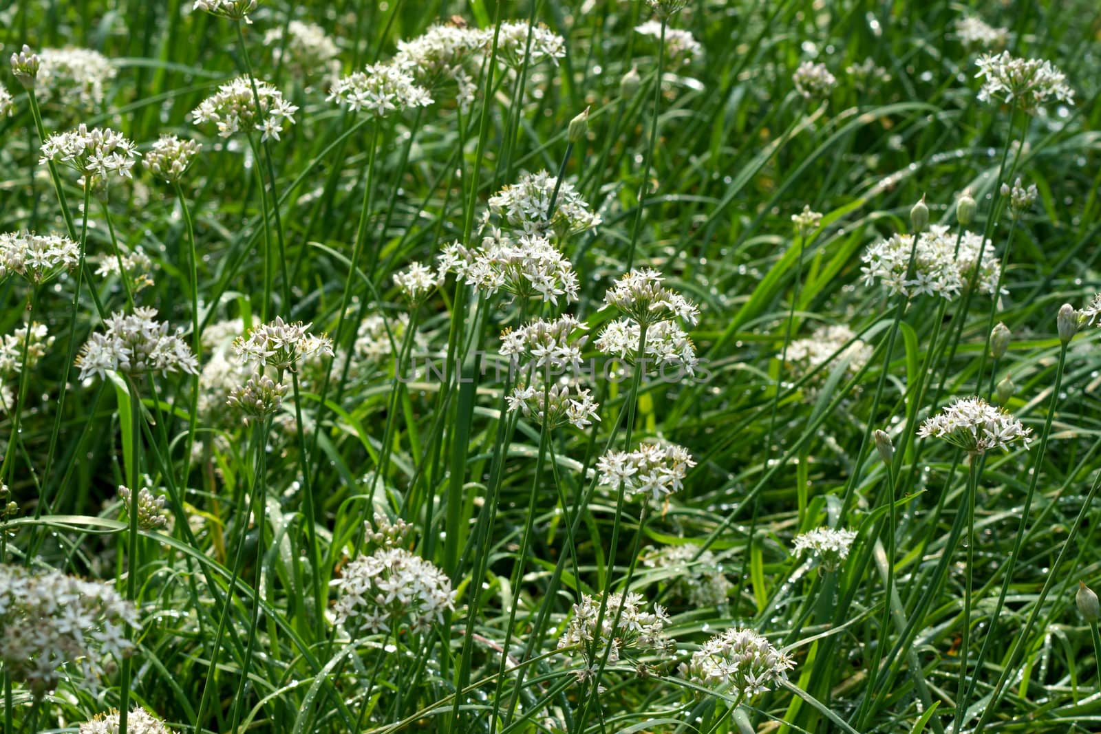 Garlic chives flower by Noppharat_th