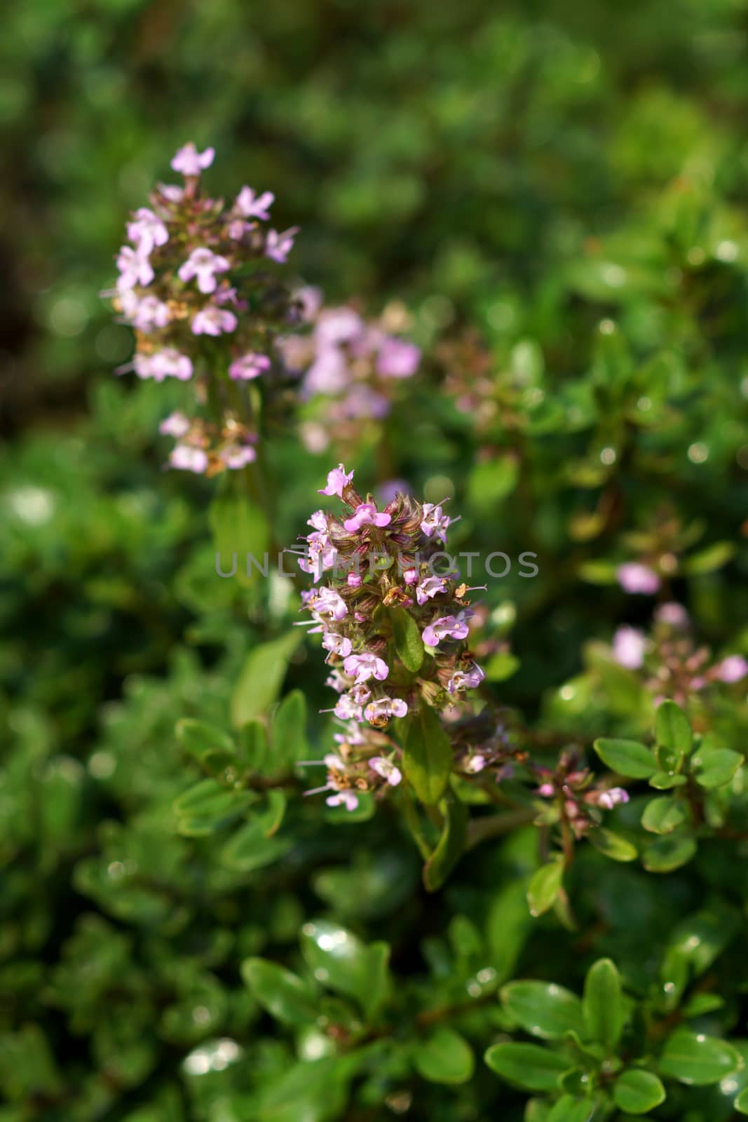 Lemon thyme