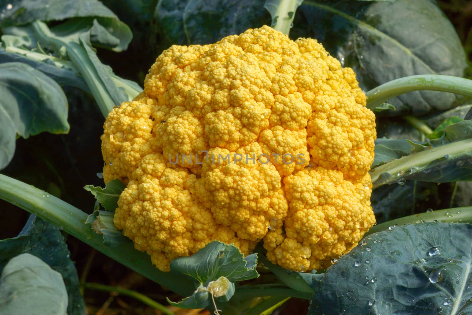 Orange cauliflower