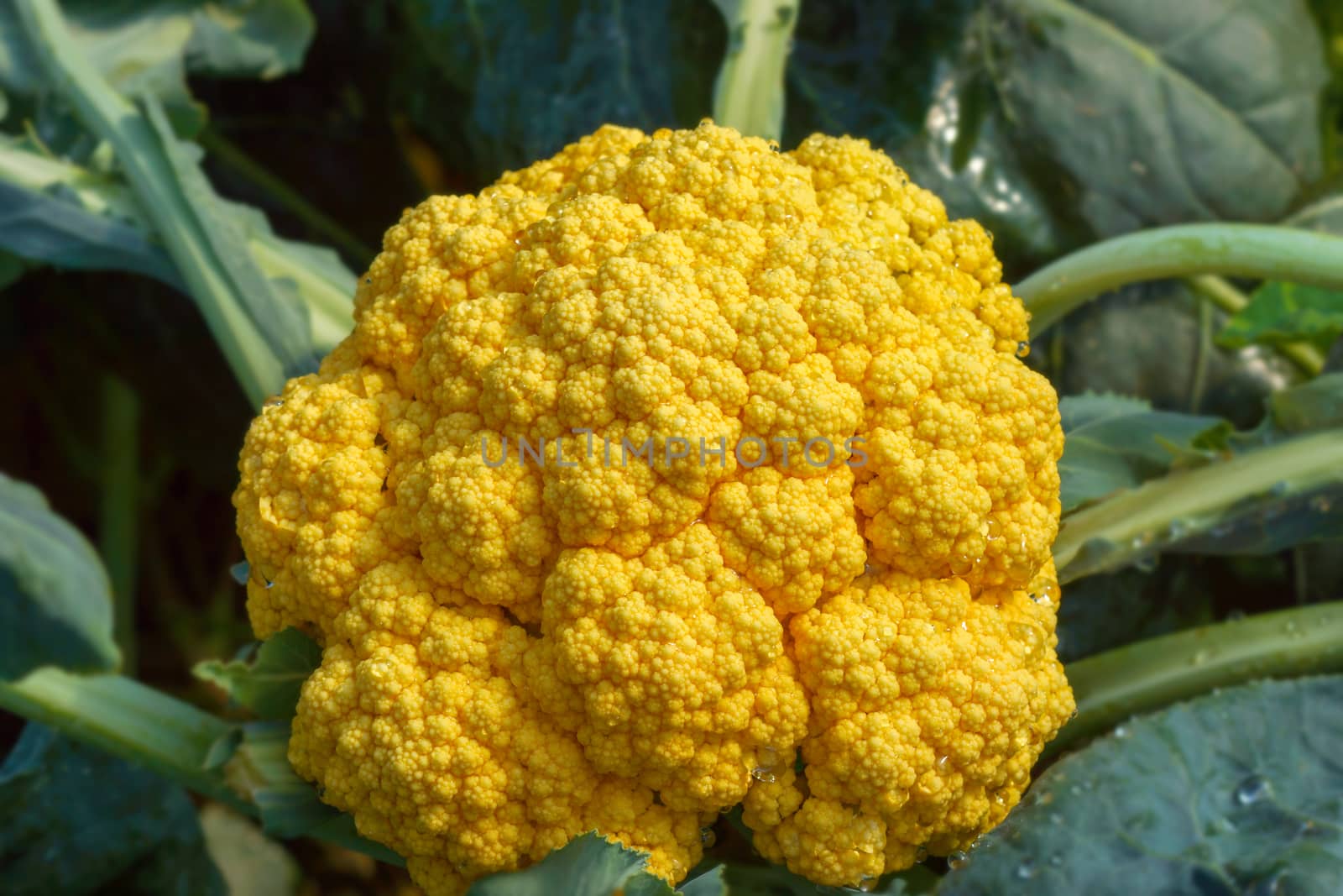 Orange cauliflower