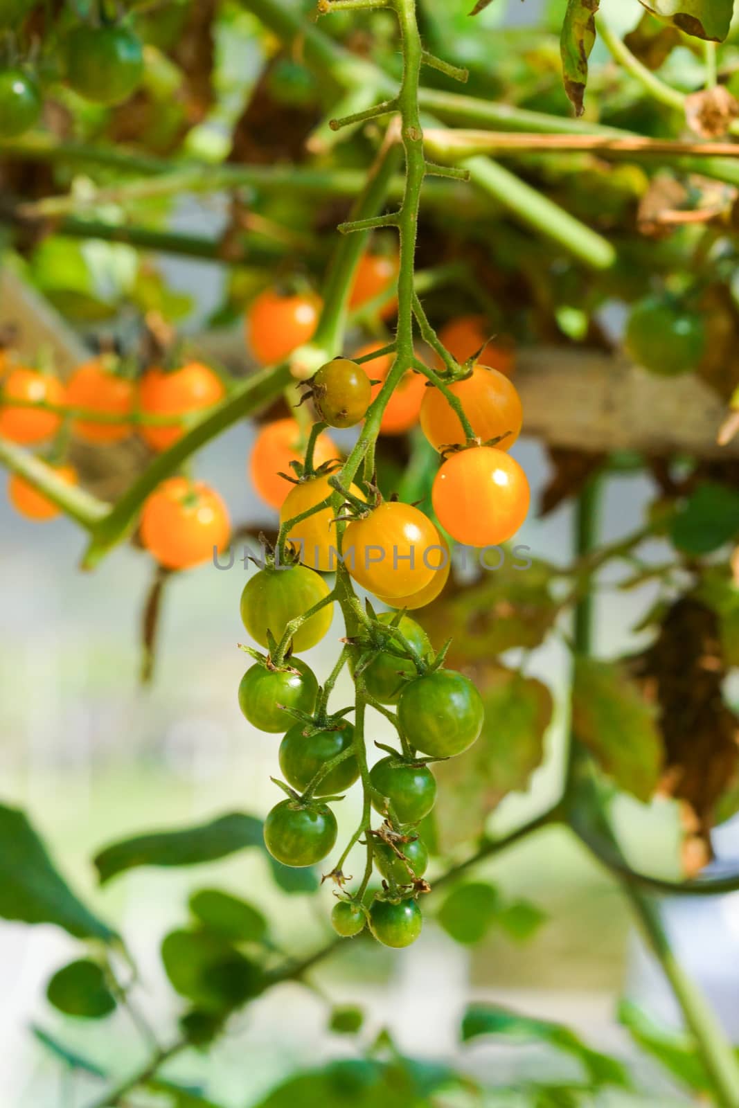 Yellow cherry tomatoes by Noppharat_th