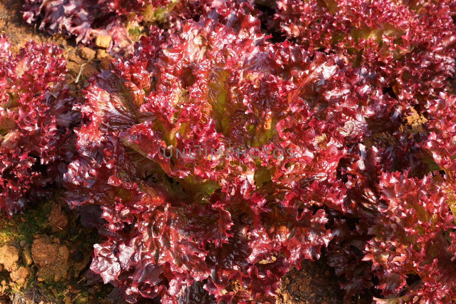 Lettuce Salad by Noppharat_th